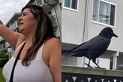 Corvos sobrevoam casa até mulher entender o pedido de socorro escondido na calha.