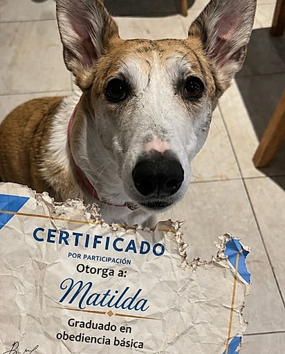 Matilda é uma cachorrinha muito doce, mas às vezes um pouco arteira.