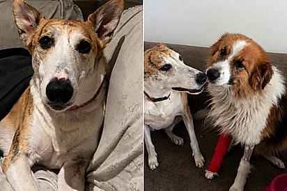 “Receba ele bem”: homem pede ajuda à cachorrinha antes de adotar cão resgatado e reação encanta