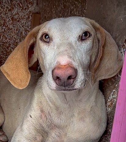 Laila, uma cachorrinha disponível para adoção.