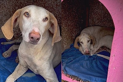 Cachorrinha que parece ter saído de um filme da Disney não entende por que o tempo passou tanto e ninguém ainda se interessou por ela