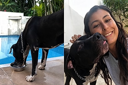 “Ele só queria matar a sede”: pitbull entra em casa, ganha ajuda e inspira projeto de resgate.