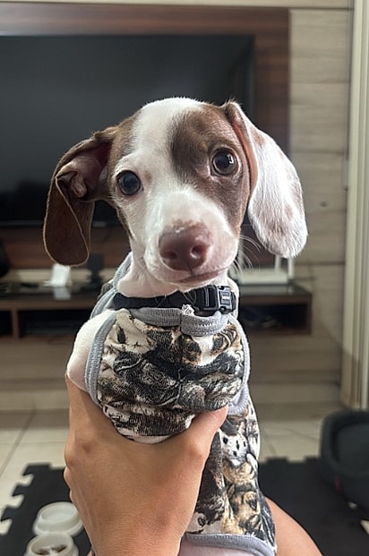 João nasceu sem as patas dianteiras.