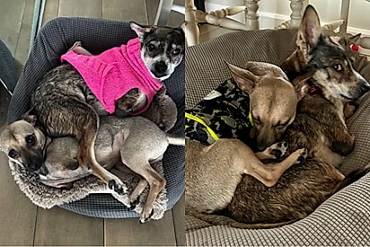Cachorrinha que sobreviveu nas ruas vira “mãe” de filhote descartado por nascer diferente.