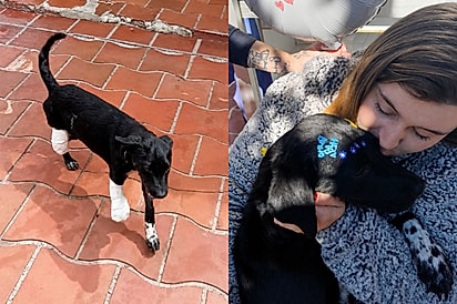 Cachorrinha perde duas patas após ser atingida por trem, supera 229 dias internada e é adotada.
