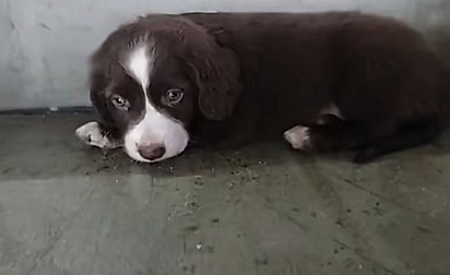 O cãozinho tinha uma expressão triste no olhar.