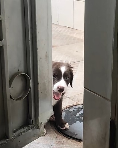 O filhote não queria mais ficar sozinho.