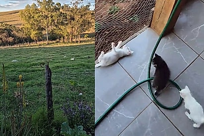 Grande família conta hoje com 18 gatos