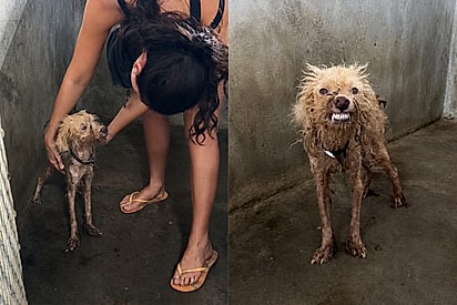 Mesmo sem motivos, ele sorria: Cachorrinho resgatado recebe amor pela primeira vez e fica lindo.
