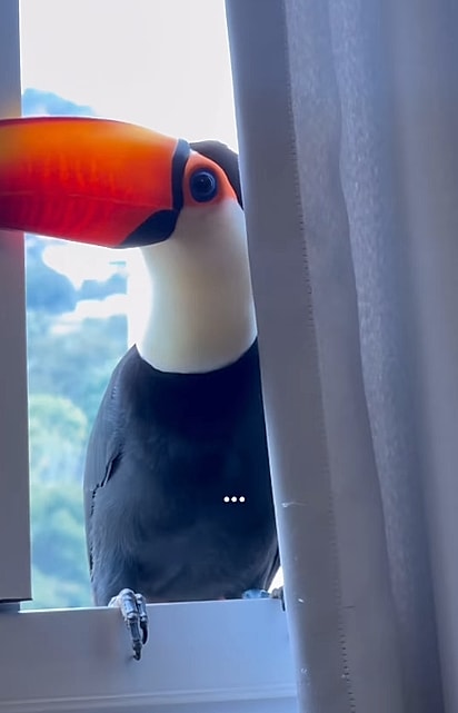 O tucano permaneceu por alguns minutos na janela.