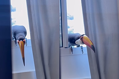 Empresário chega em quarto e percebe que alguém estava tentando entrar sorrateiramente pela janela