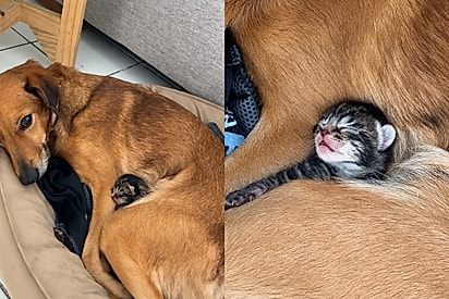 “Com ela, descobri que o amor transcende a própria natureza”: cachorrinha adota gatinho e protagoniza cena emocionante.