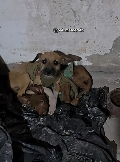 A cachorrinha estava protegendo a irmã.