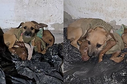 “Você está protegendo o seu irmão?”: Protetora encontra cena emocionante ao resgatar filhotes abandonados em obra