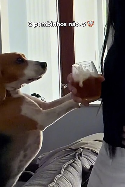 O cachorrinho só faltou falar para denunciar a travessura do irmão.