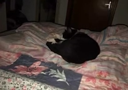 A gatinha Nina.