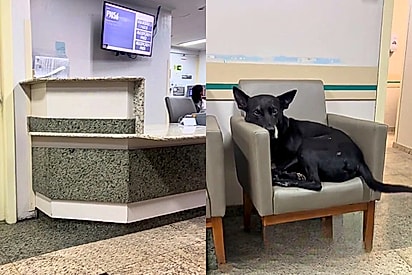 Cãozinho ganha abrigo inesperado durante um temporal e vídeo viraliza