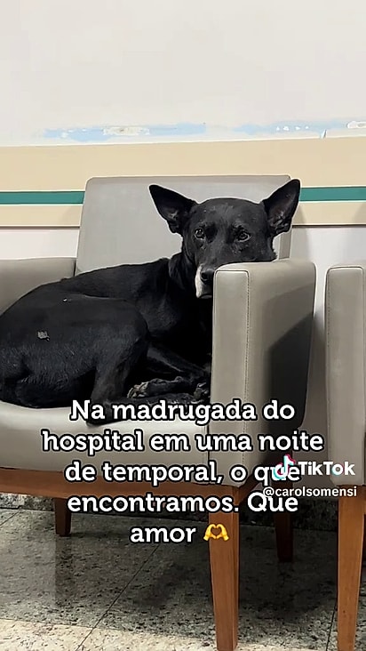 O cachorrinho foi bem acolhido no hospital.