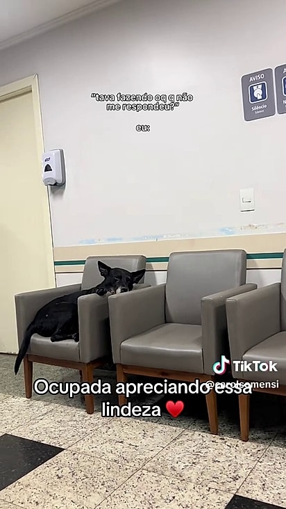 O cão escolheu uma poltrona e lá ficou.