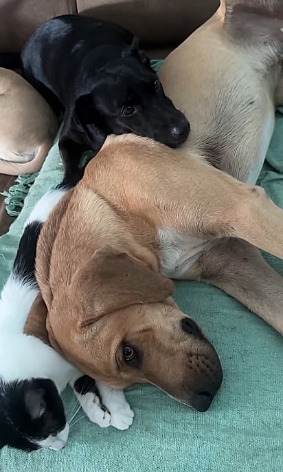 Os outros animais da casa estão ajudando o cão.