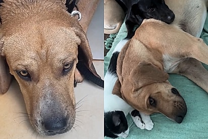 Cão que já foi devolvido quatro vezes por ser ‘medroso’ vai morar em casa com outros animais e algo mágico começa a acontecer