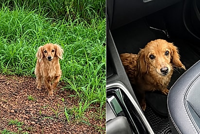 Cadela foi resgatada após ser encontrada na beira de estrada