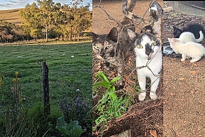 Grande família conta hoje com 18 gatos