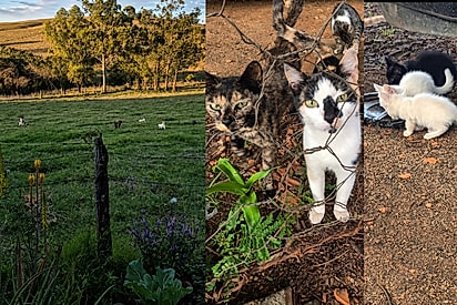 Grande família conta hoje com 18 gatos