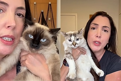 Influenciadora sai de nenhum para seis gatos