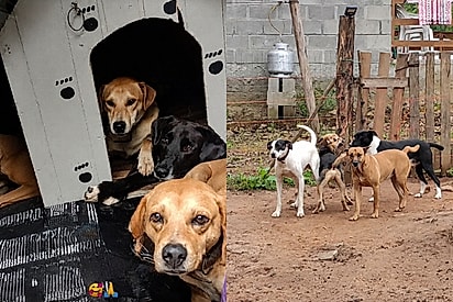 Após anos na rua, cachorros foram adotados e levados para sitio