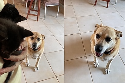 Cadela parece achar que é mãe de filhotes de gato