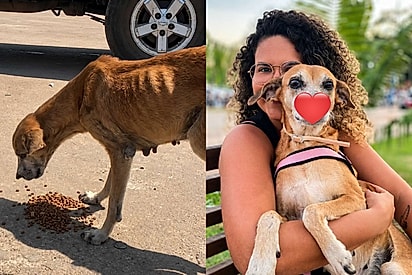 “Quem iria querer?”: advogada encontra cadela idosa, sem uma pata e doente — e decide mudar seu destino.
