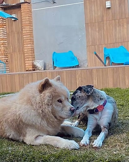 Lucky, um chow-chow e Manuela, uma vira-lata.