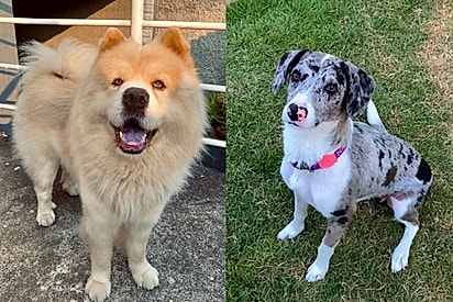 Eu não teria coragem de doar nenhum: Chow-chow cruza com vira-lata manchada e beleza de filhotes impressiona internet