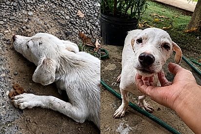 “Ele escolheu minha porta para pedir socorro”: mulher salva cão desacordado e ganha um amor para a vida toda.