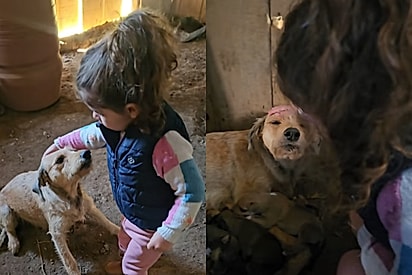 “Ela mostrou os bebês pra mim”: Menininha conhece filhotes da cadela da família e cena encanta