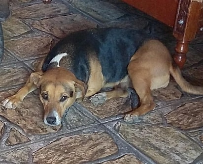 Docinha era uma cachorrinha muito desconfiada.