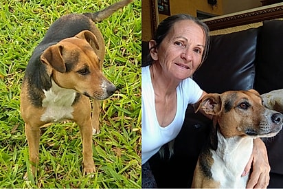 “Quase desisti”: mulher acolhe cachorrinha desconfiada e vê o amor transformar tudo.