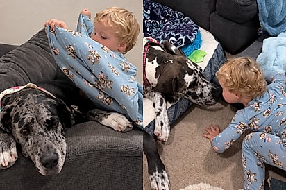 “Deve ser difícil conviver com tanta fofura”: Com cobertores e muito carinho, menino prepara festa do pijama para suas cachorras gigantes.