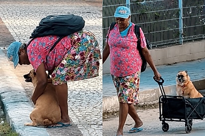Exemplo de humanidade: Mulher leva cachorrinha sem uma pata em carrinho e emociona com gesto de amor.