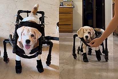 “Eu disse que ele voltaria a correr”: beagle idoso de 16 anos se transforma em apenas 3 semanas.
