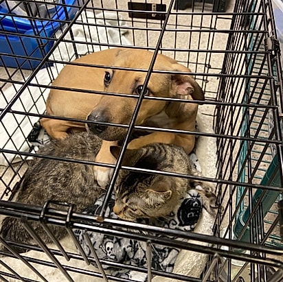 O cão estava protegendo o gato. 