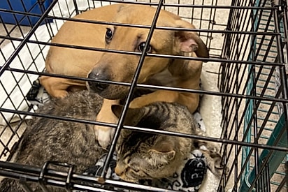 Vira-lata caramelo é abandonado junto com gato tigrado - equipe de resgate fica emocionada ao descobrir o que cachorrinho fez pelo amigo