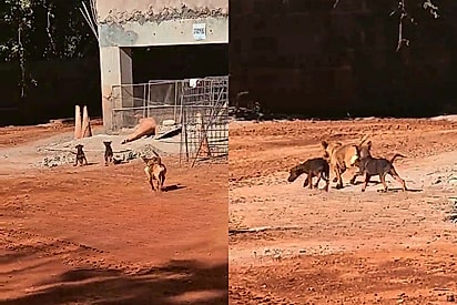Mais alguém chorou?: Cachorrinha caramelo visita casa de mulher todos os dias para buscar pedaço de pão para levar para seus filhotinhos