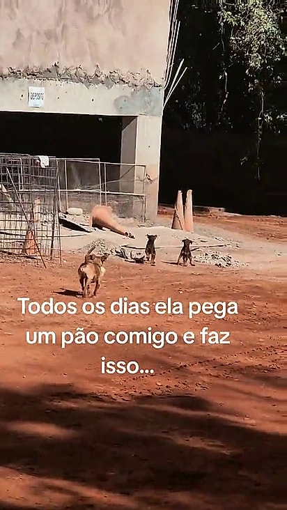 A cachorrinha sabe onde conseguir o alimento.