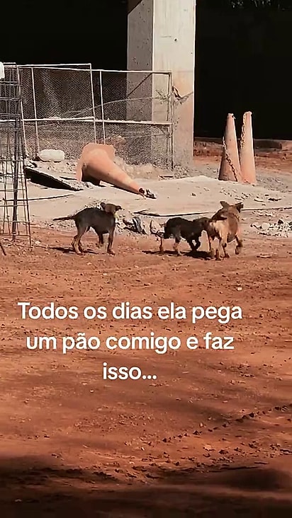 Todos os dias os filhotes esperam pelo pão.