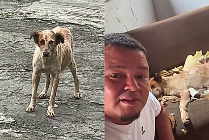 Rapaz convida cachorrinha de rua para pousar em sua casa e, quando menos esperava, encontra presentes deixados por ela