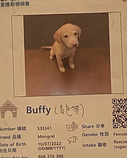 O anúncio de adoção da cachorrinha. 