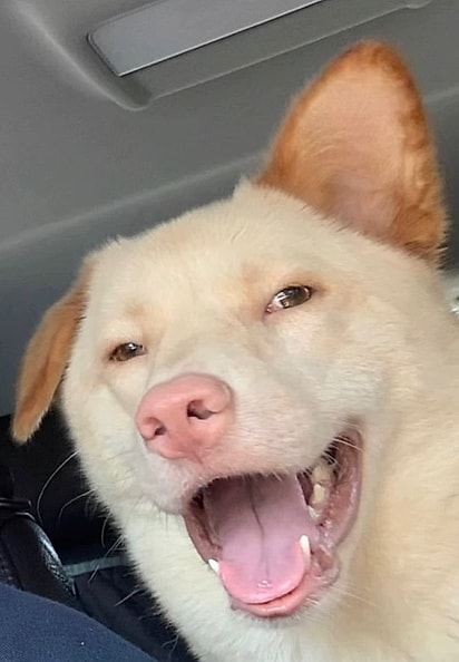 Segundo os internautas, Buffy parece um cão de desenho animado. 