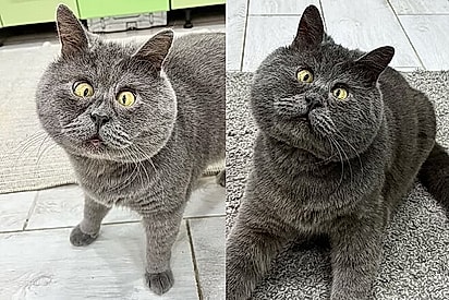 Gato Fedya viralizou por parecer ter saído de um desenho animado.